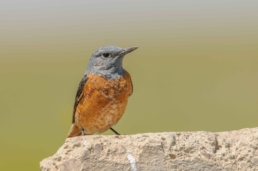 Birding-in-desert