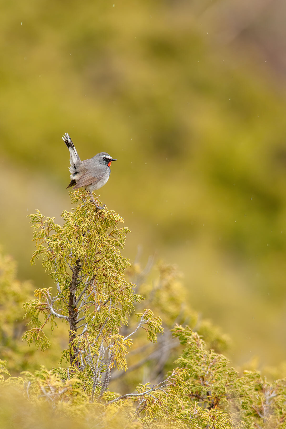 Kazakhstan birding