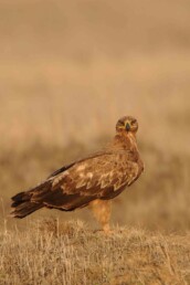 Steppe-Eagle-in-Central-Asia