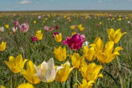 Tulips-in-Kazakhstan