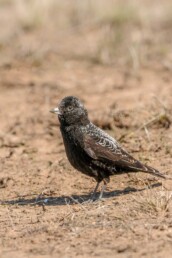 Black-lark-birding-in-Kazakhstan
