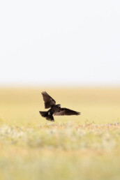 Black-lark-in-Kazakhstan