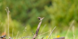 Black-throated-thrush-in-taiga