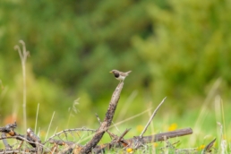 Black-throated-thrush-in-taiga