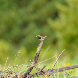 Black-throated-thrush-in-taiga