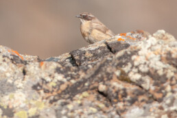 Brown-Accentor-in-Russia