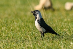 Daurian-Jackdaw-in-Russia