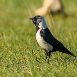 Daurian-Jackdaw-in-Russia