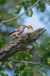 Hawfinch-feeding-in-Russia