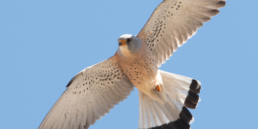 Lesser-Kestrel-in-Kazakhstan