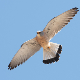 Lesser-Kestrel-in-Kazakhstan