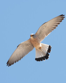Lesser-Kestrel-in-Kazakhstan