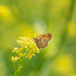 Macro-photography-with-butterfly