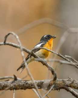 Mugimaki-Flycatcher-in-Russia