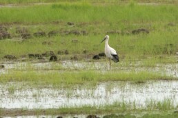 Oriental-Stork-in-FarEast