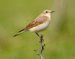 Pied-Wheatear-in-Kazakhstan