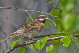 Pine-Bunting-in-Russia