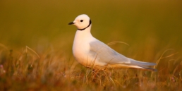 Ross's-Gull-in-breeding-plumage