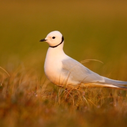 Ross's-Gull-in-breeding-plumage