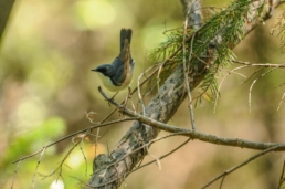 Siberian-Blue-Robin-in-Russia