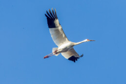 Siberian-crane-in-Russia