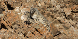 Snow-leopard-in-mongolia