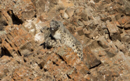 Snow-leopard-in-mongolia