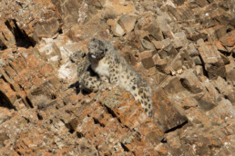 Snow-leopard-in-mongolia