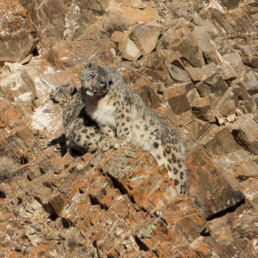 Snow-leopard-in-mongolia