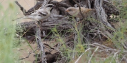 Sparrow_Zarudnys-in-Turkmenistan