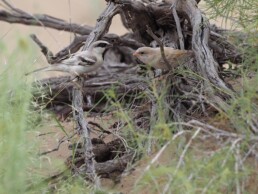 Sparrow_Zarudnys-in-Turkmenistan