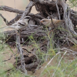 Sparrow_Zarudnys-in-Turkmenistan