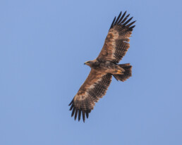 Steppe-eagle-raptor-tours