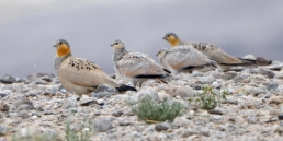 Tibetan sandgrouse | Birding tours in Tajikistan