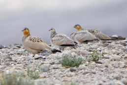 Tibetan sandgrouse | Birding tours in Tajikistan