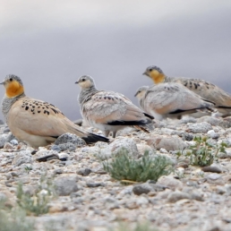 Tibetan sandgrouse | Birding tours in Tajikistan