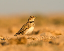 birding-in-kazakhstan