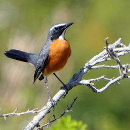 birding-tours-to-tajikistan