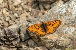 butterfly-tours-in-central-asia