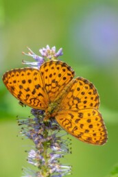 butterfly-tours-to-baikal-lake