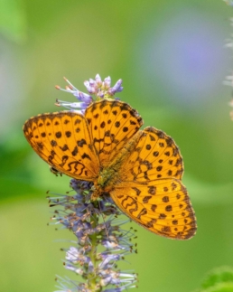 butterfly-tours-to-baikal-lake