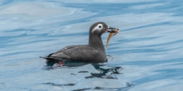 pelagic-in-Russia