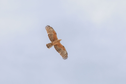 raptor-migration-in-chokpak