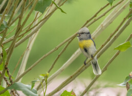 Birding-tours