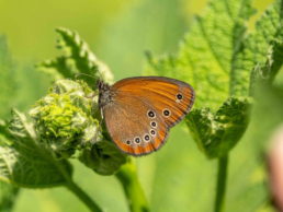 Butterfly tours in Central Asia