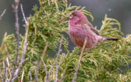 Rosefinch-birding-in-Kazakhstan