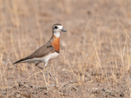 Caspian Plover