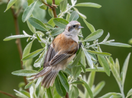 Eurasian Penduline Tit