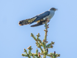Oriental Cuckoo