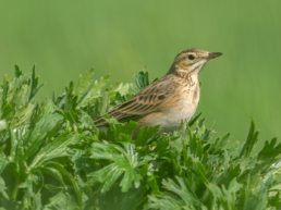 Richards Pipit